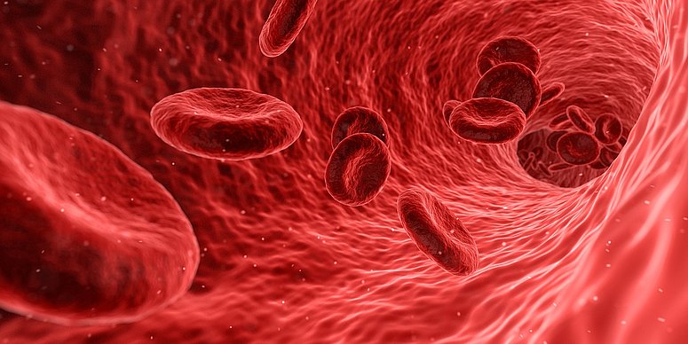 Blutzellen - Biologie Prüfungsfragen